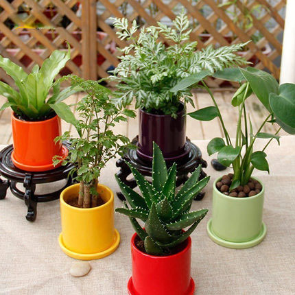 龜背竹/蘆薈/鳥巢蕨 辦公室綠植 室內桌面創(chuàng)意小盆栽